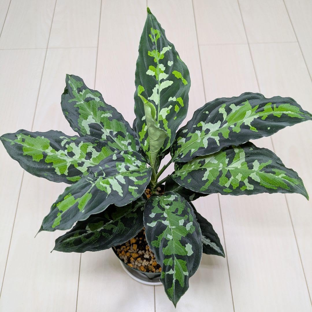 正規タグ付　Aglaonema EVA AZ0224-1 アグラオネマ AZ便 Amazon.co.jp: アグラオネマ ピクタム [AZ便] : おもちゃ